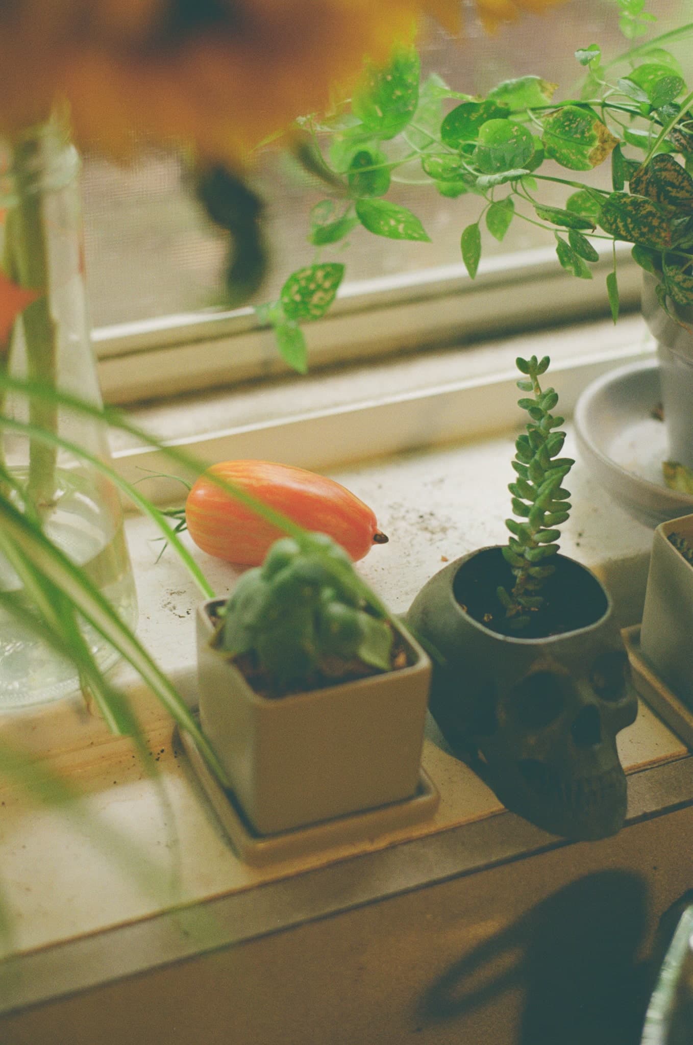 Film photograph by Paige Trubatch, shot on Kodak Ektacolor Pro 400